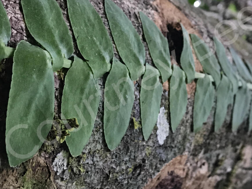 Growth Green vines climbing a tree in the rainforest, photographed by Courtney Bee